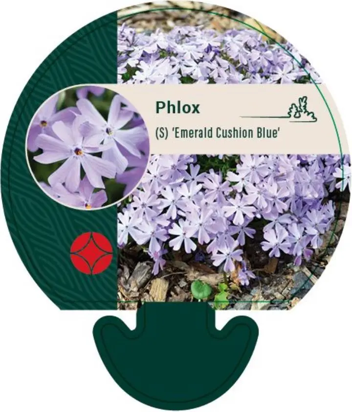 Lyngfloks 'Emerald Cushion Blue' - Potte 0,8 Liter