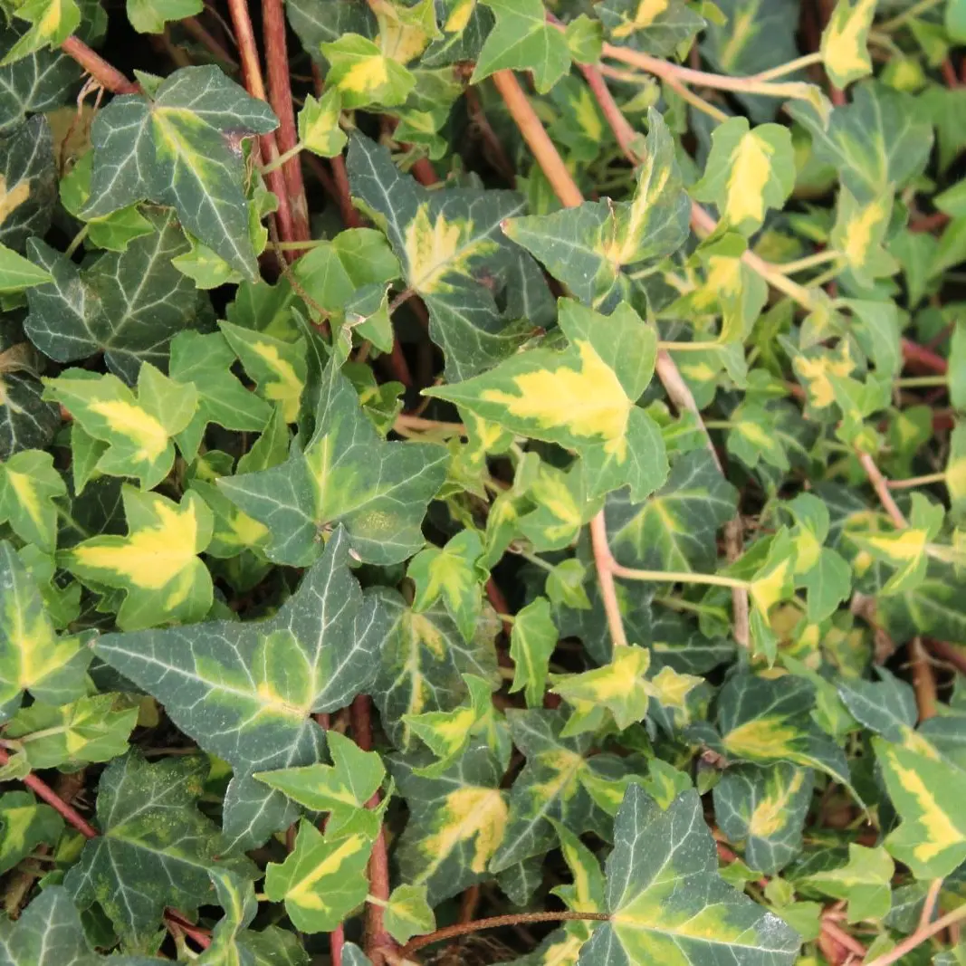 Småbladet Efeu Goldheart