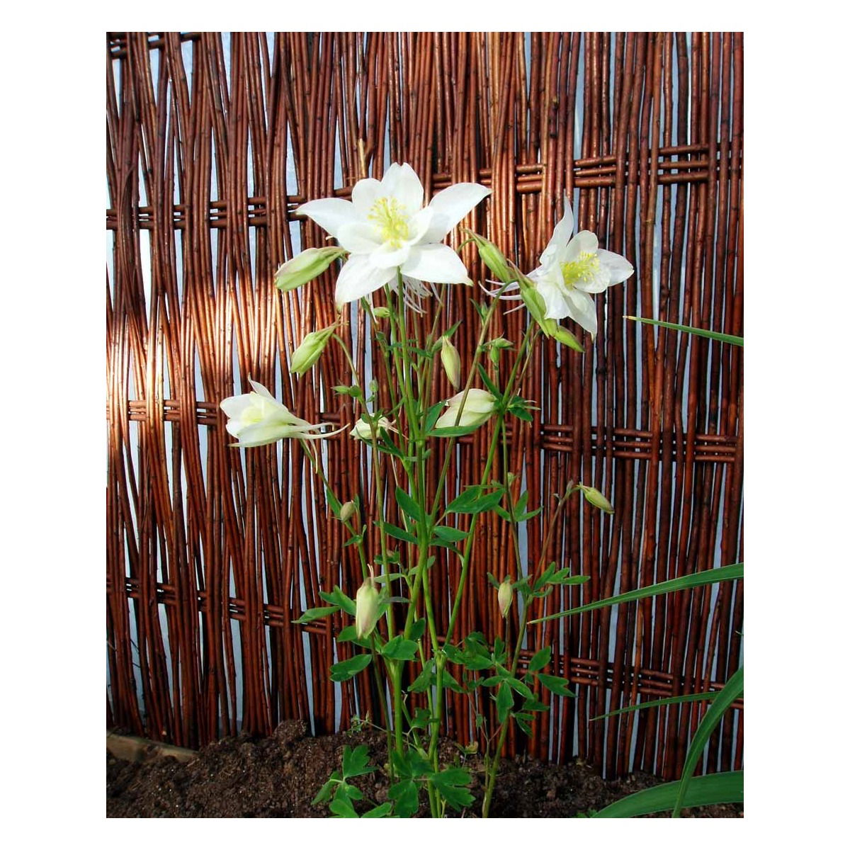 Langsporet Akeleje &apos;Kristall&apos;