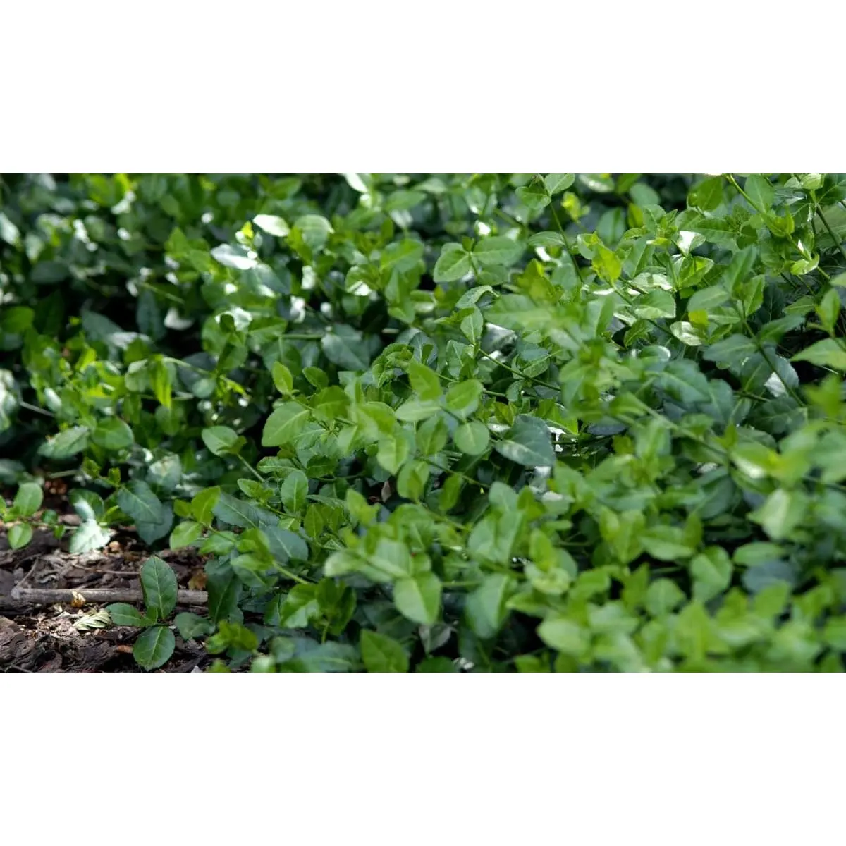 Benved &apos;Vegetus&apos;