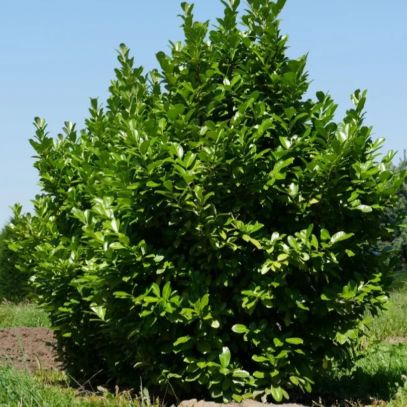 Hæk-Kirsebærlaurbær &apos;Rotundifolia&apos;