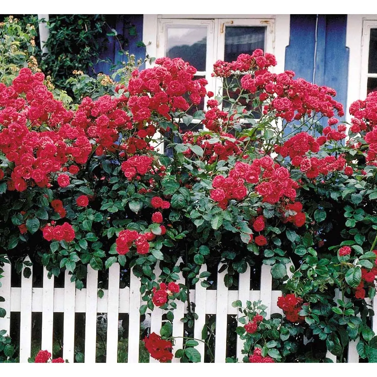 &apos;Elmshorn&apos;®