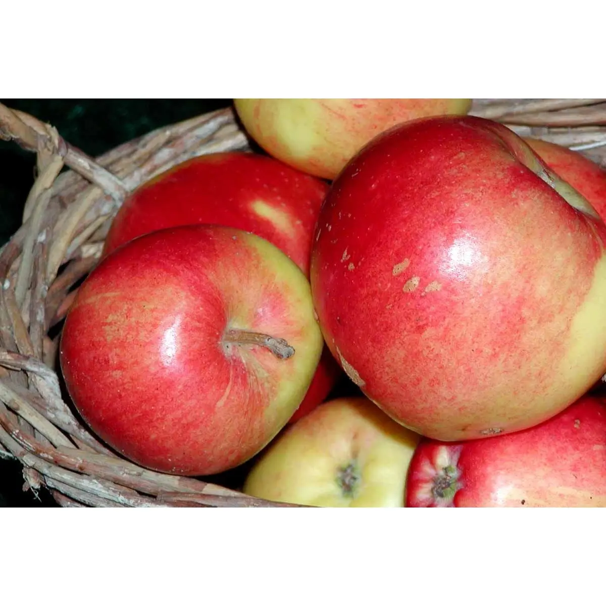 Æble &#39;Katja Balsgård&#39; - Potte 10 liter 150-175 cm.