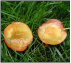 Mirabel &#39;Komet&#39; - Potte 6,0 liter