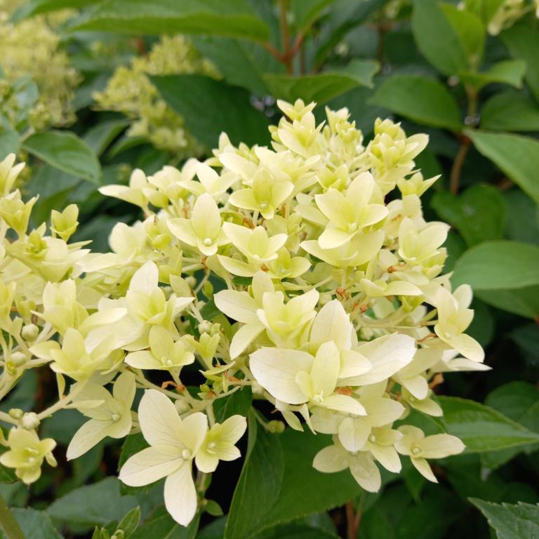 Syrén Hortensia Confetti