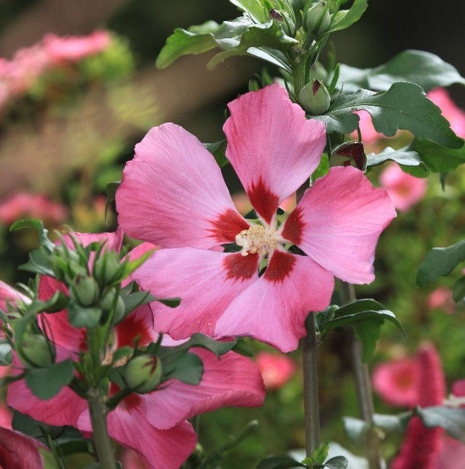 Syrisk Rose &apos;Woodbridge&apos;