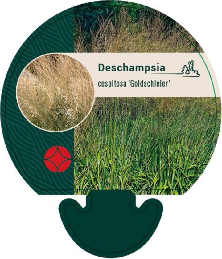 Mosebunke 'Goldschleier' - Potte 0,8 Liter