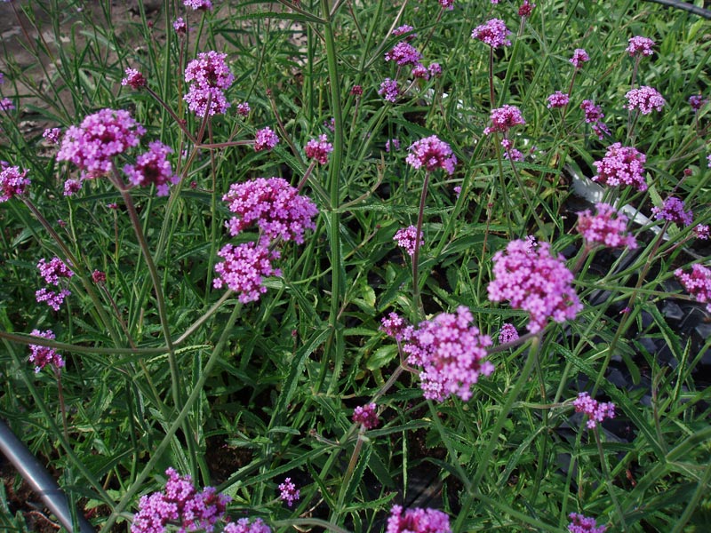 Kæmpe Verbena - Potte 1 liter