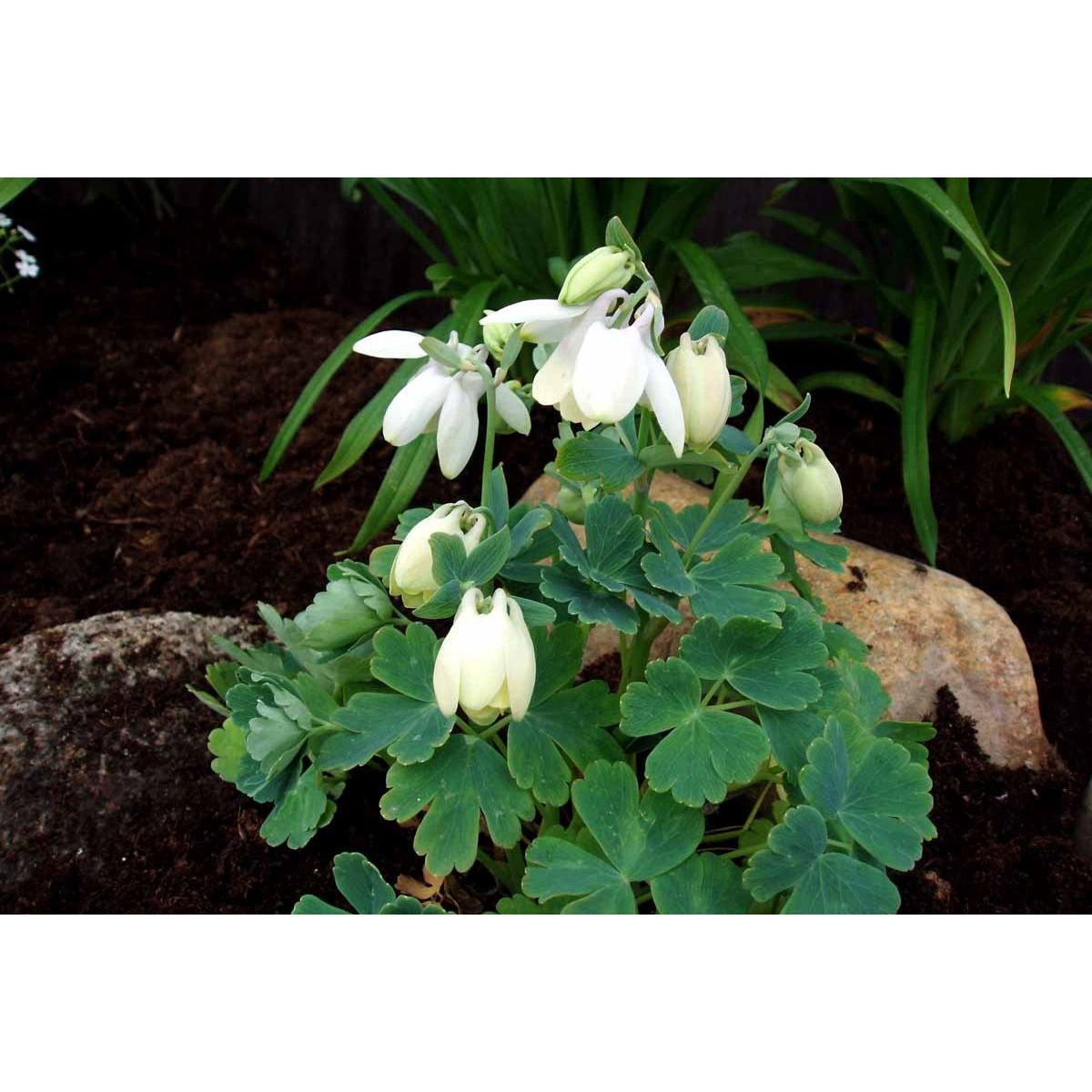 Dværgakeleje &apos;Nana Alba&apos;