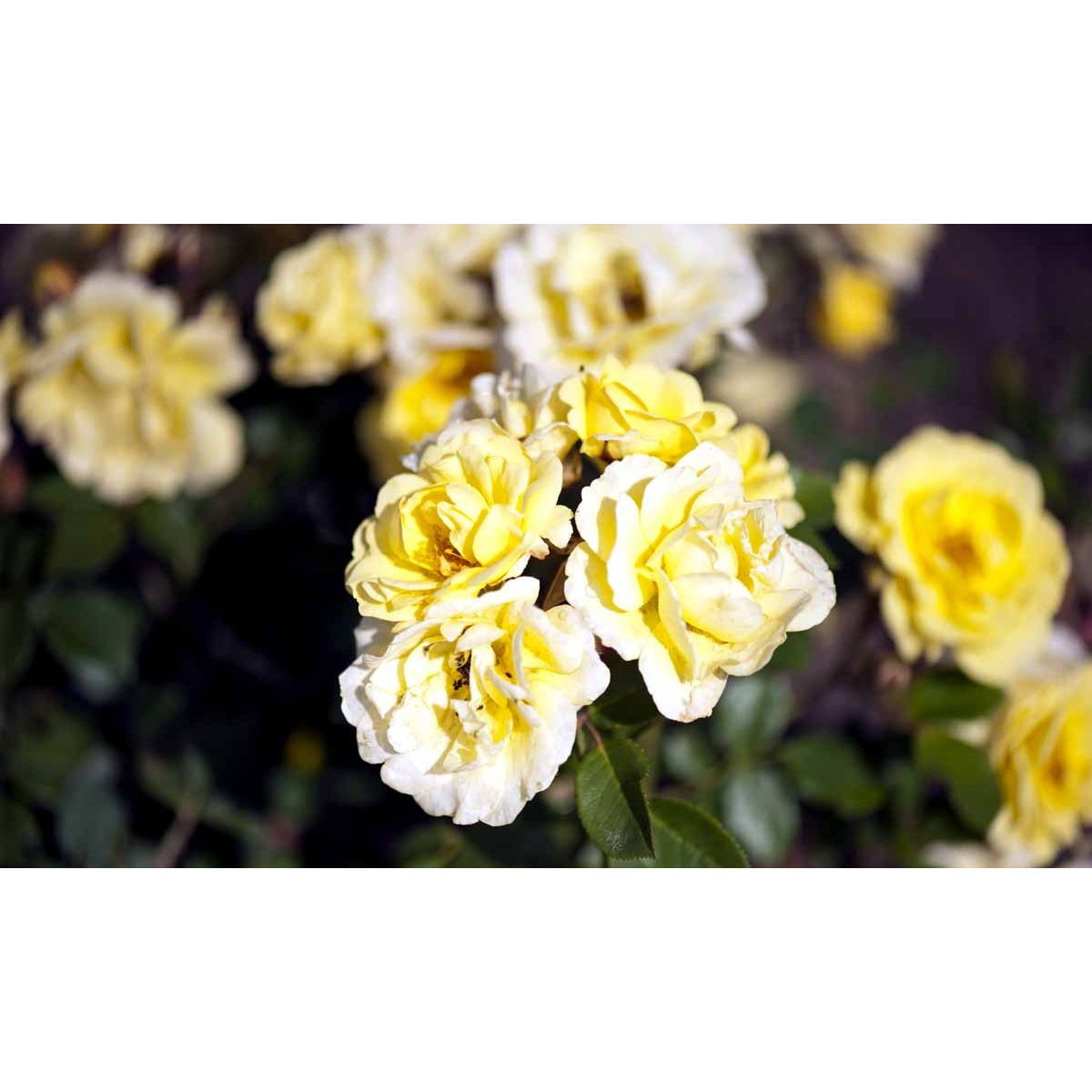 'Golden Eye Cover'®