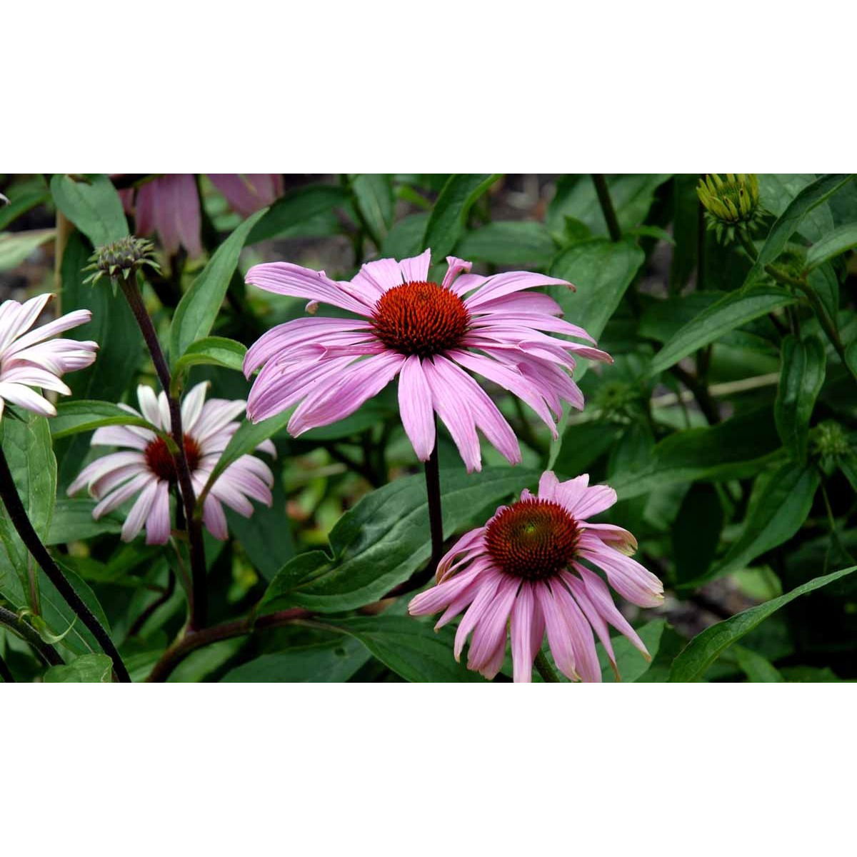 Purpursolhat (nr. 168)