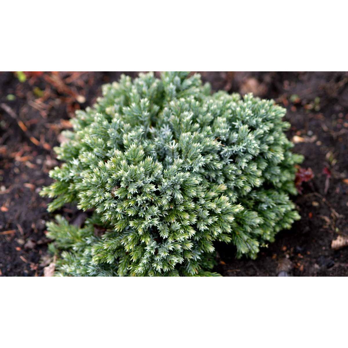 Lavtvoksende Blå Enebær 'Blue Star'