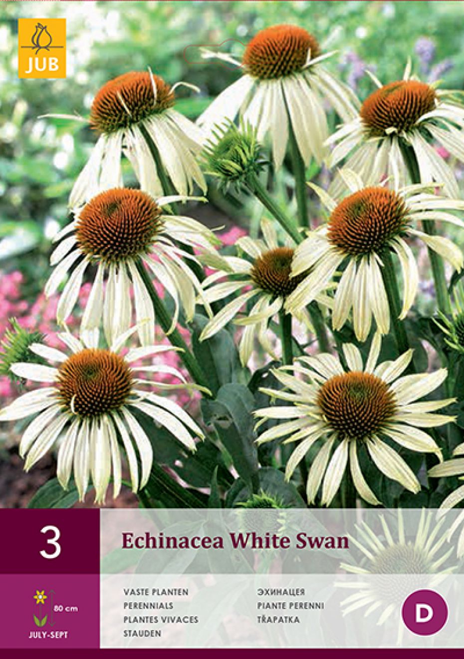 Purpursolhat 'White Swan' - Potte 1 liter