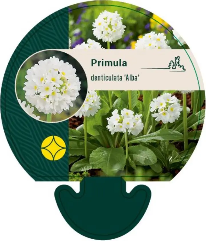 Kugleprimula d. 'Alba' - Potte 0,8 Liter