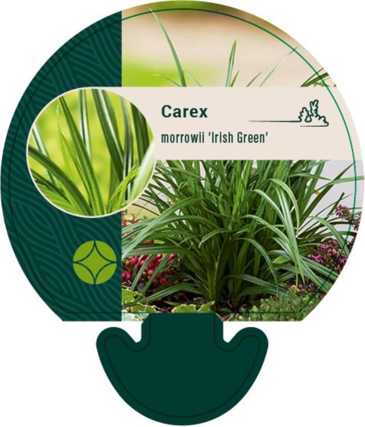 Star 'Irish Green' - Potte 0,8 Liter