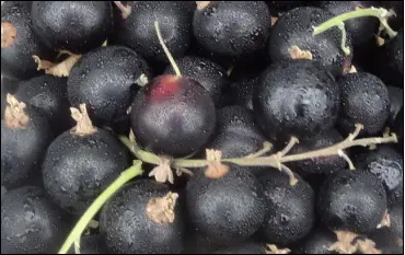 Solbær &#39;Big Ben&#39; - Potte 3,5 liter