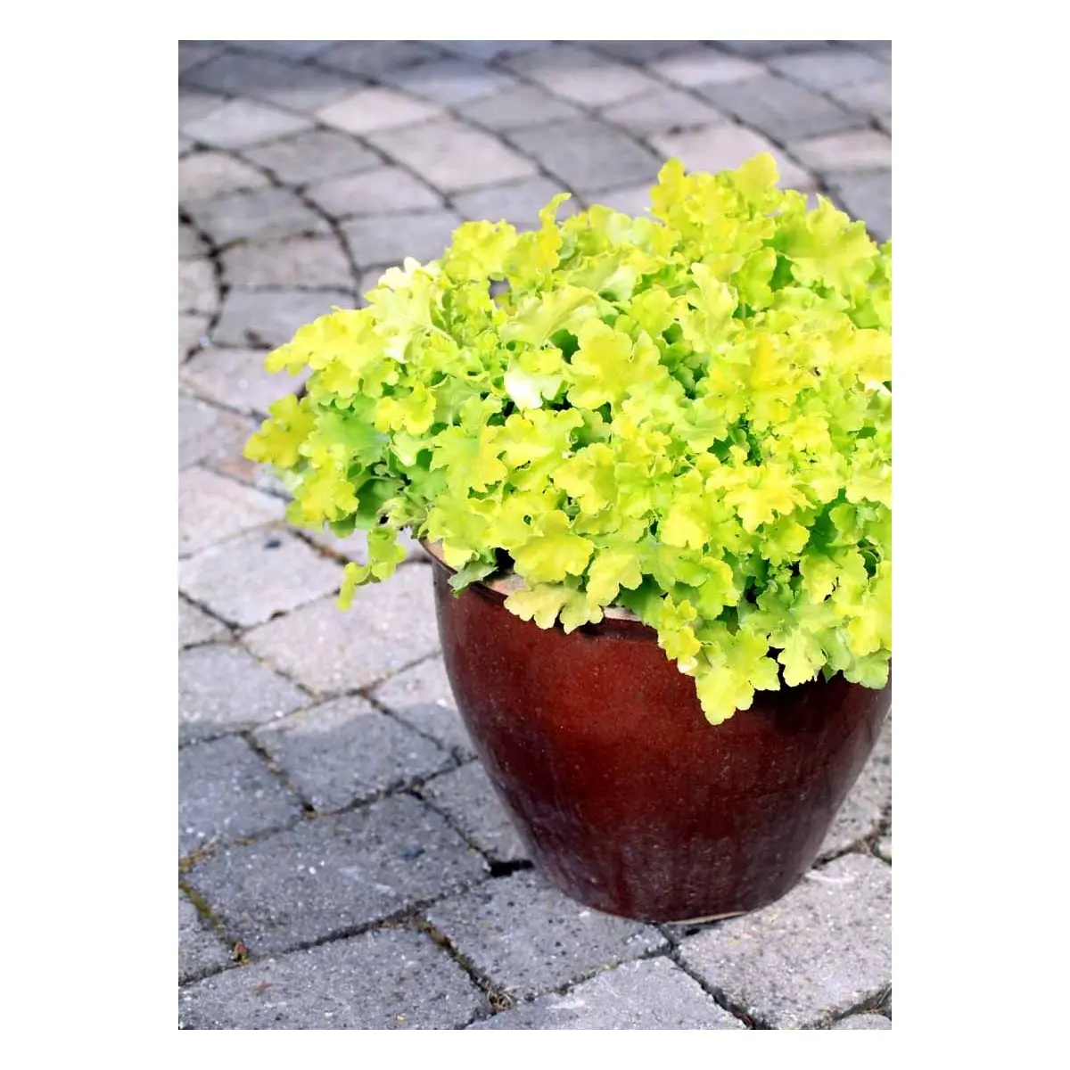 Alunrod 'Lime Marmalade' - Potte 0,8 Liter