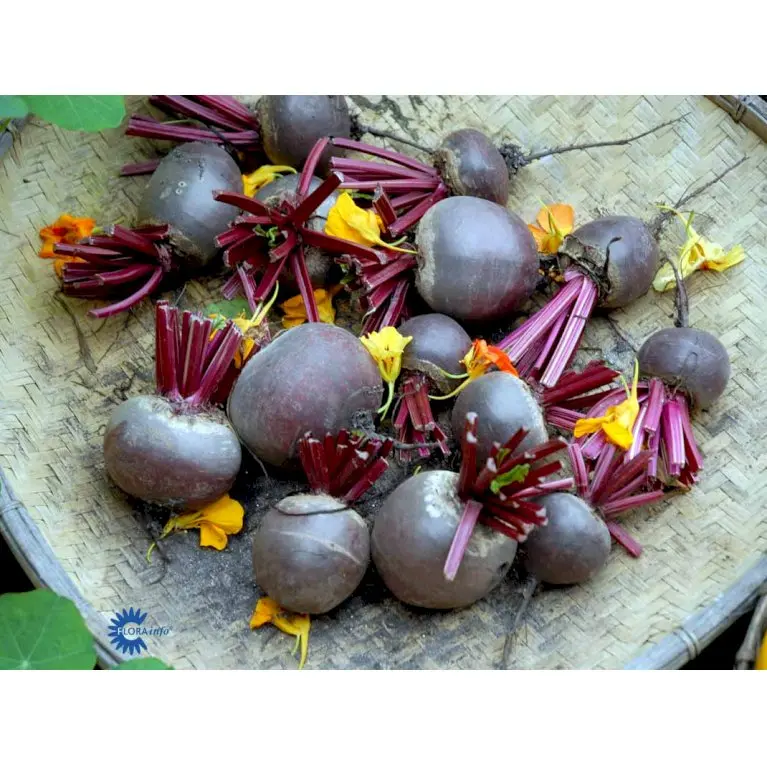 Aflang Rødbede 'Forono'