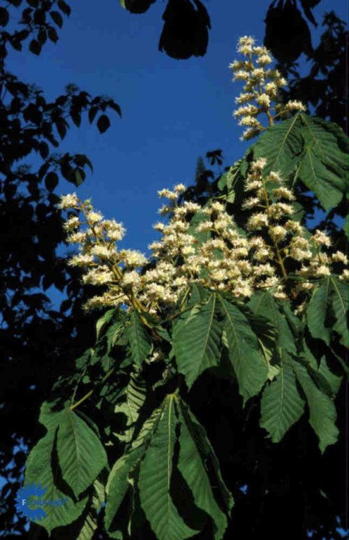 Aesculus hippocastanum, Hestekastanie, Stort, bredkronet træ, 25 m højt og 15 m bredt. Store, fingrede grønne blade. Blomstrer med hvide blomster i maj-juni. Sol - halvskygge. Alm. havejord.
