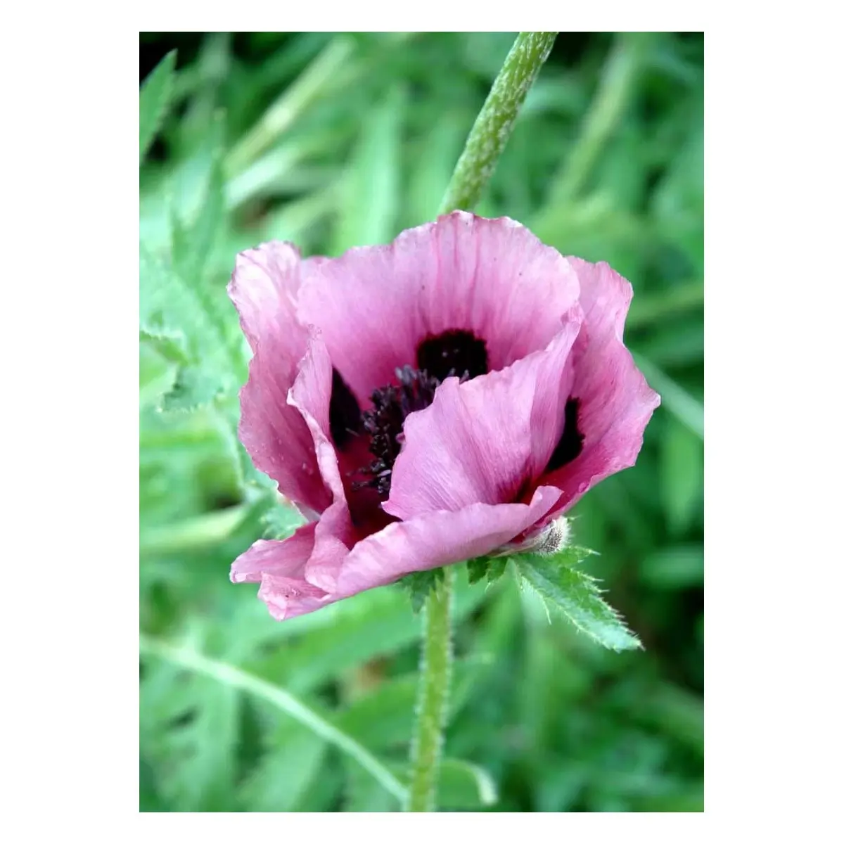 Kæmpevalmue 'Patty's Plum' - Potte 2,0 liter