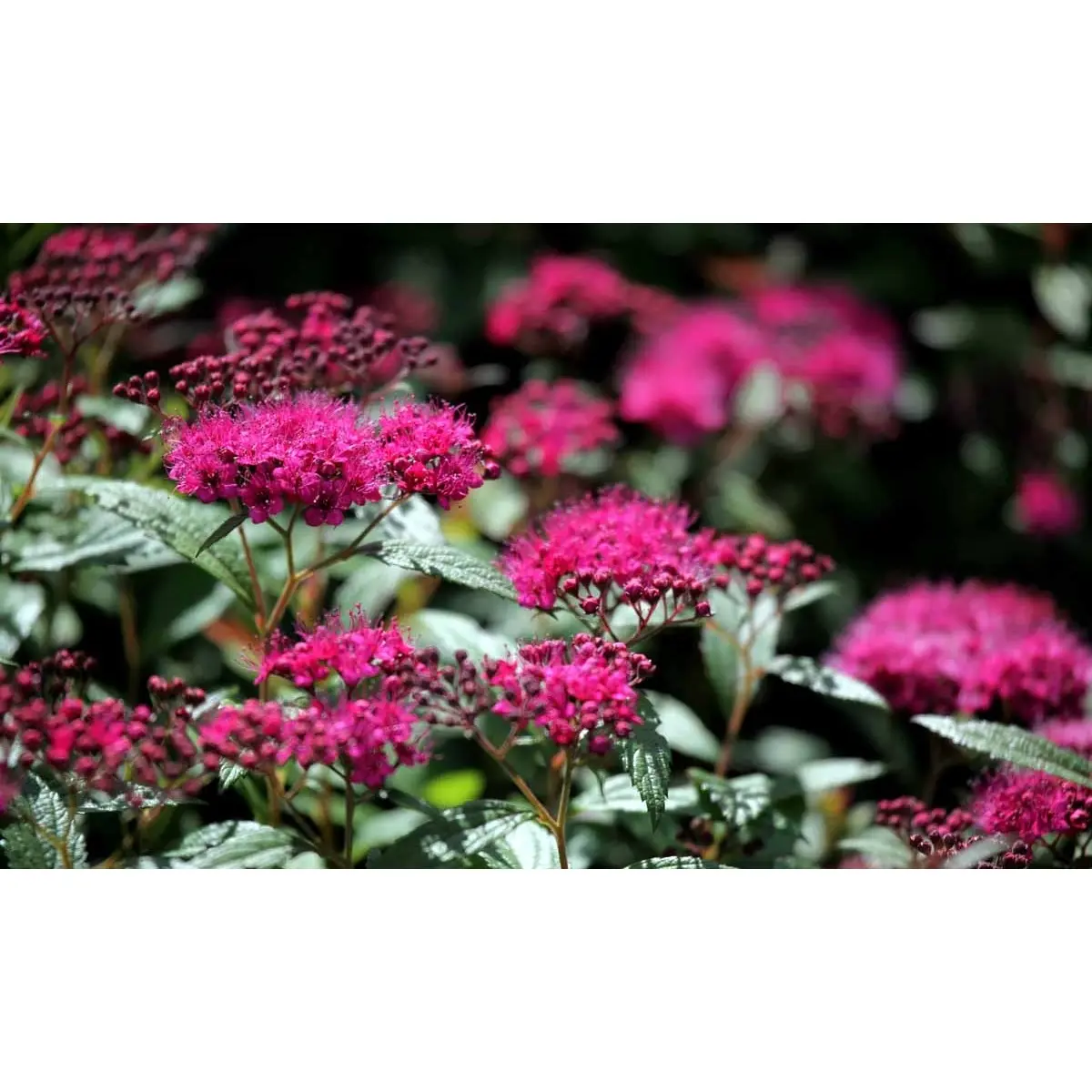 Spiræa &apos;Anthony Waterer&apos;