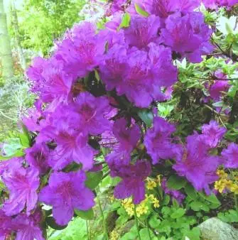 Jap. Azalea &apos;Königstein&apos;