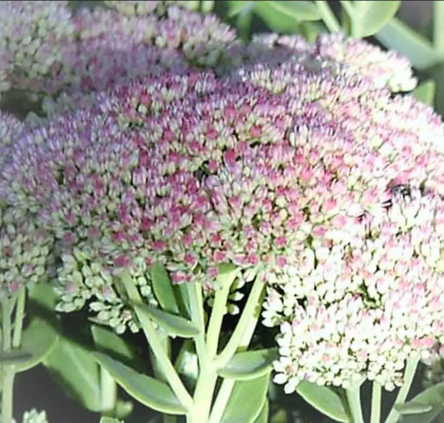 Sankthansurt 'Seduction Green-Pink' - Potte 1 liter
