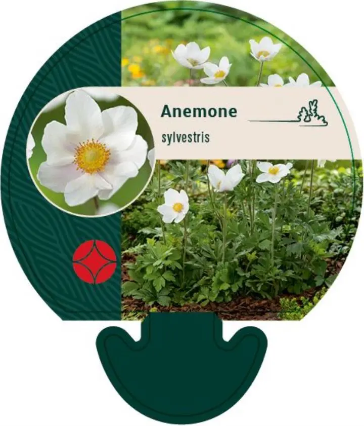 Sommer Anemone - Potte 0,8 Liter