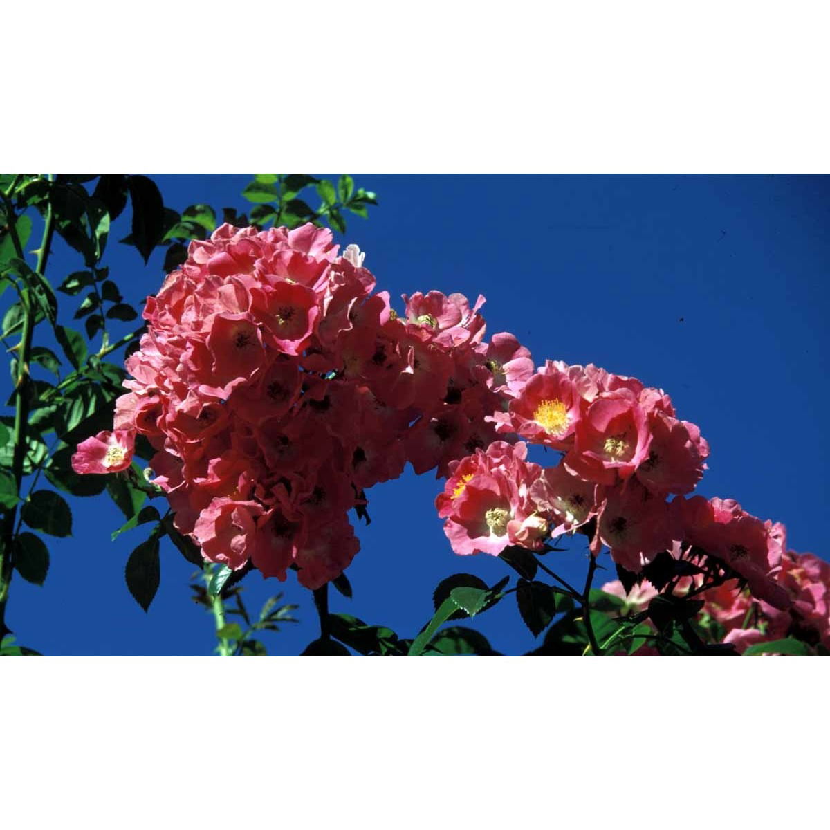 &apos;Albertine&apos;