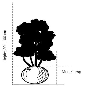 Søjletaks  'Rising Star'