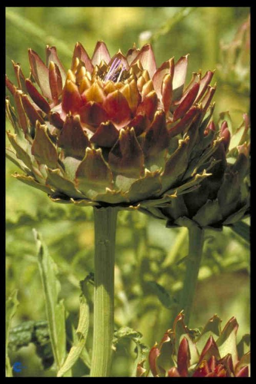 Cynare scolymus Herrgårds, Artiskok, 100 cm store grønne - grågrønne blade, store blålilla blomster, spiselig, snitblomst, tørring juli - august sol solitært - gruppe på beskyttet sted, gerne ved mur, 2m2, tørketålende