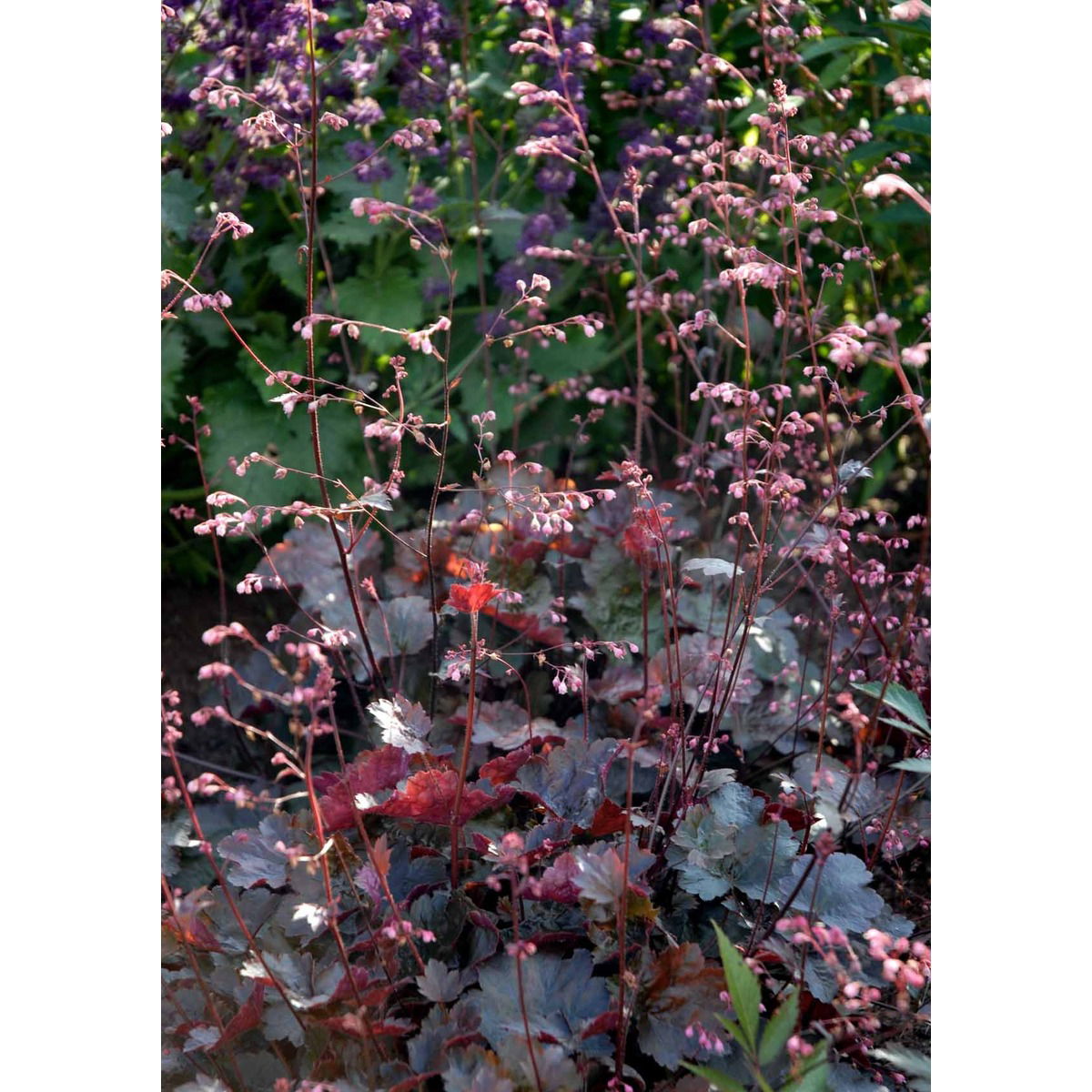 Alunrod &apos;Rachel&apos;