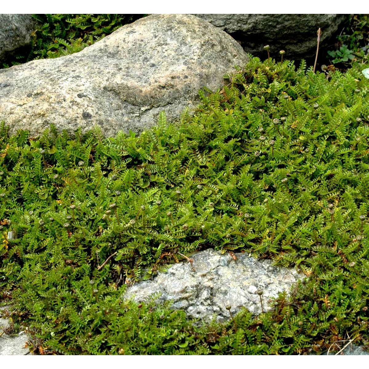 Rød/Grøn trædebregne