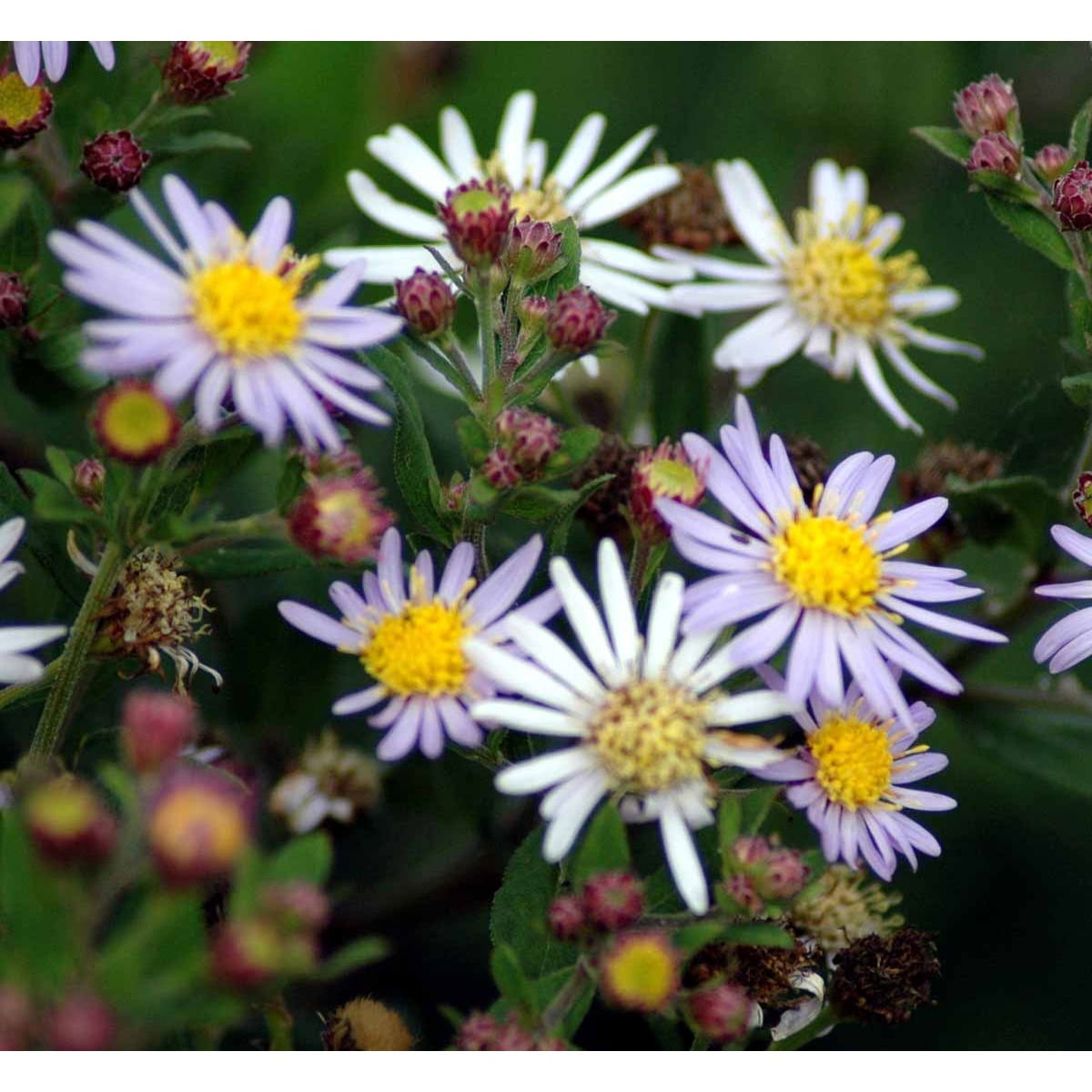 Japansk Asters 'Asran' - Potte 1 liter