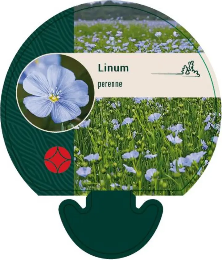 Flerårig Hør - Potte 0,8 Liter