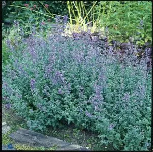 Blåkant 'Blue Wonder' - 10 cm. Potte