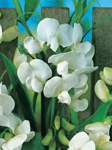 Flerårig Ærteblomst - Potte 1 liter