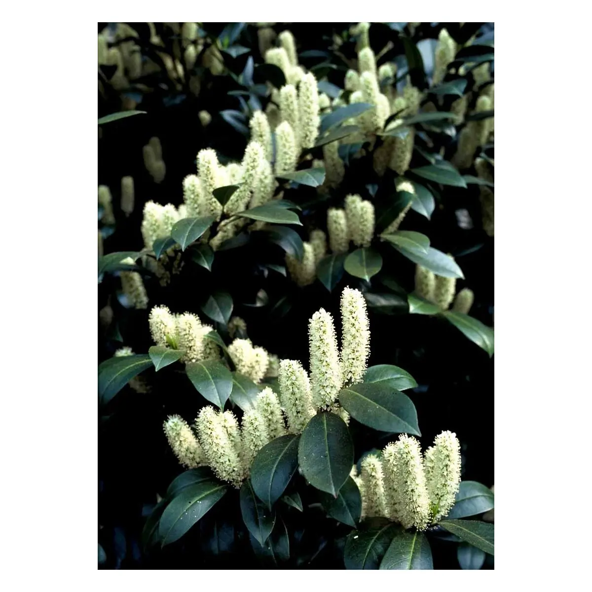 Kirsebærlaurbær 'Caucasica' - Potte 20 liter 150-175 cm.