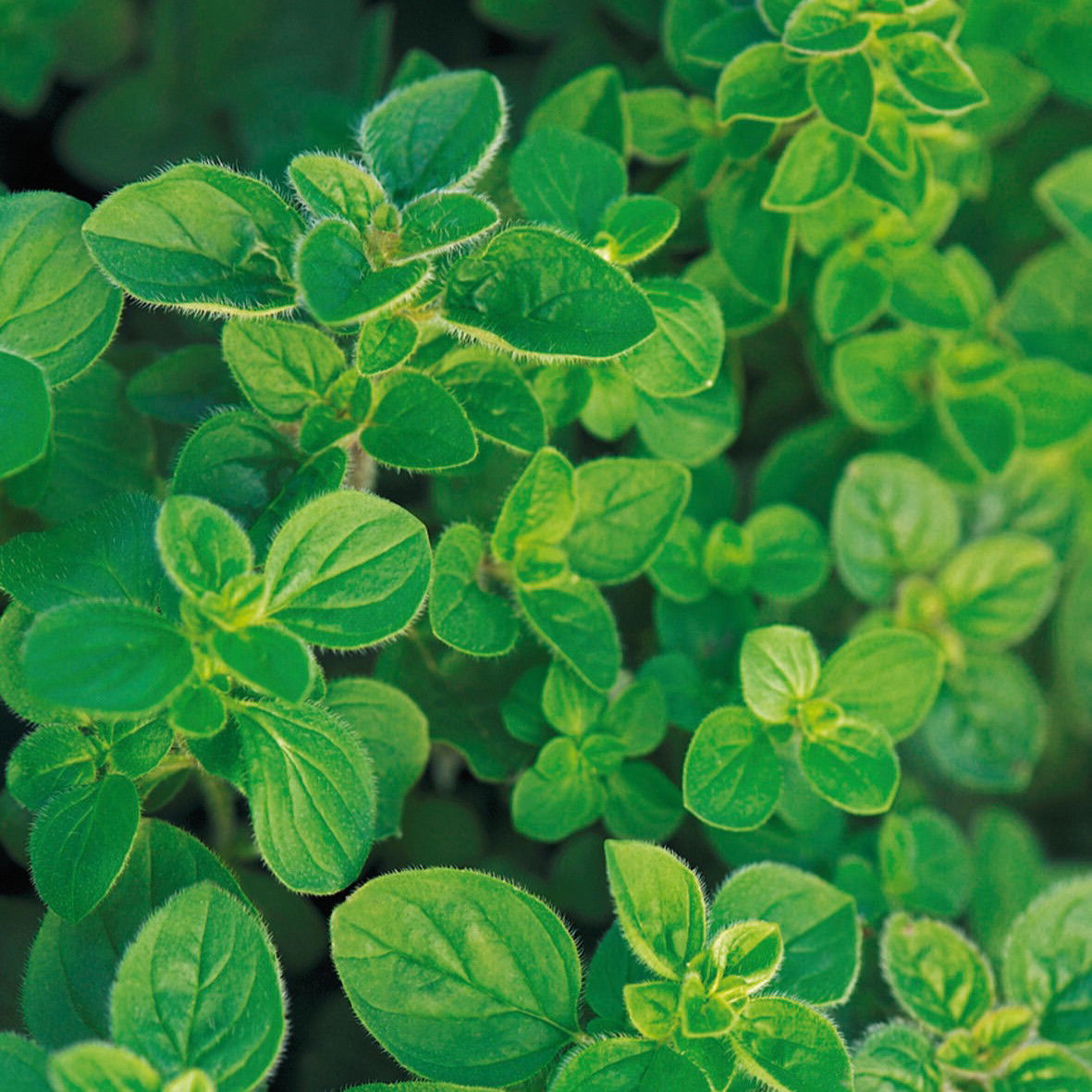 Oregano Greek
