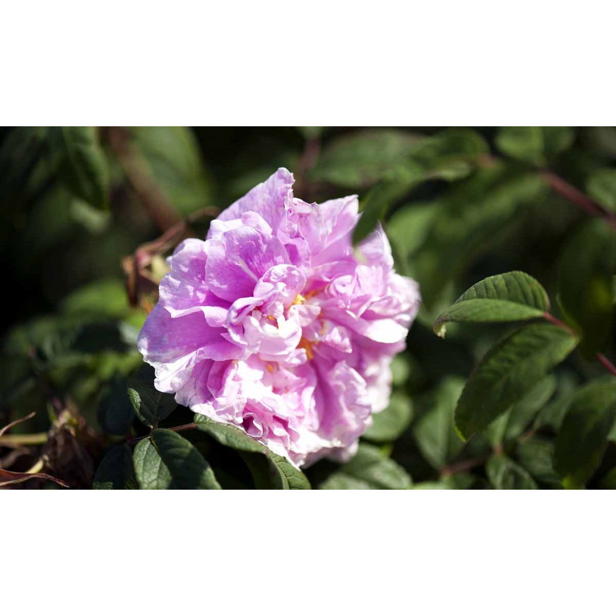 Rynket rose &apos;Thérèse Bugnet&apos;