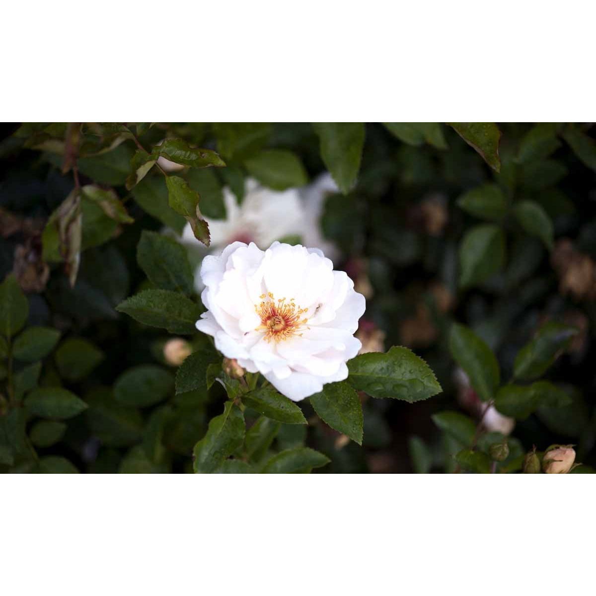 &apos;Jacqueline du Pré&apos;