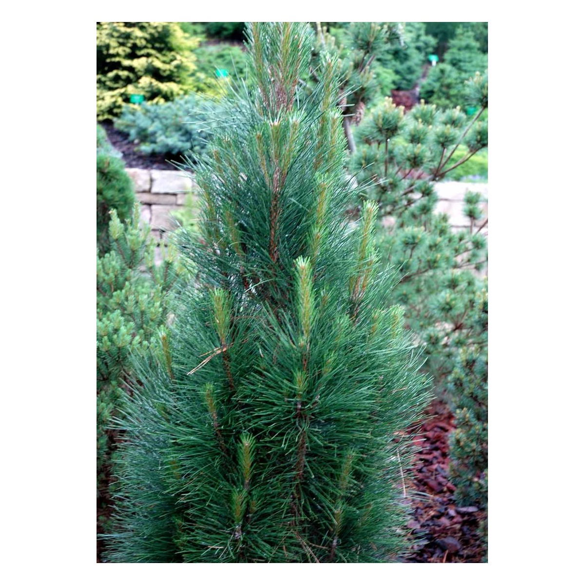 Østrigsk Fyr &apos;Green Tower&apos;