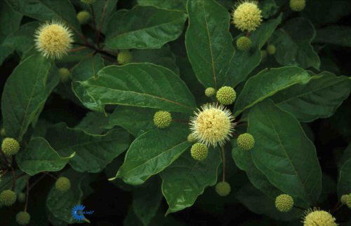 Cephalanthus occidentalis, Knopbusk, Blad / Nåle: Elliptiske Blad / Nåle farve: Grønne Blomster str.: Små Blomsterfarve: Cremegule Blomstringstid 1: Juli - September Bredde: 0,9 - 1,2 meter Gødning: Mellem Højde: 1 - 2 meter Hårdførhed: Middel Placering: