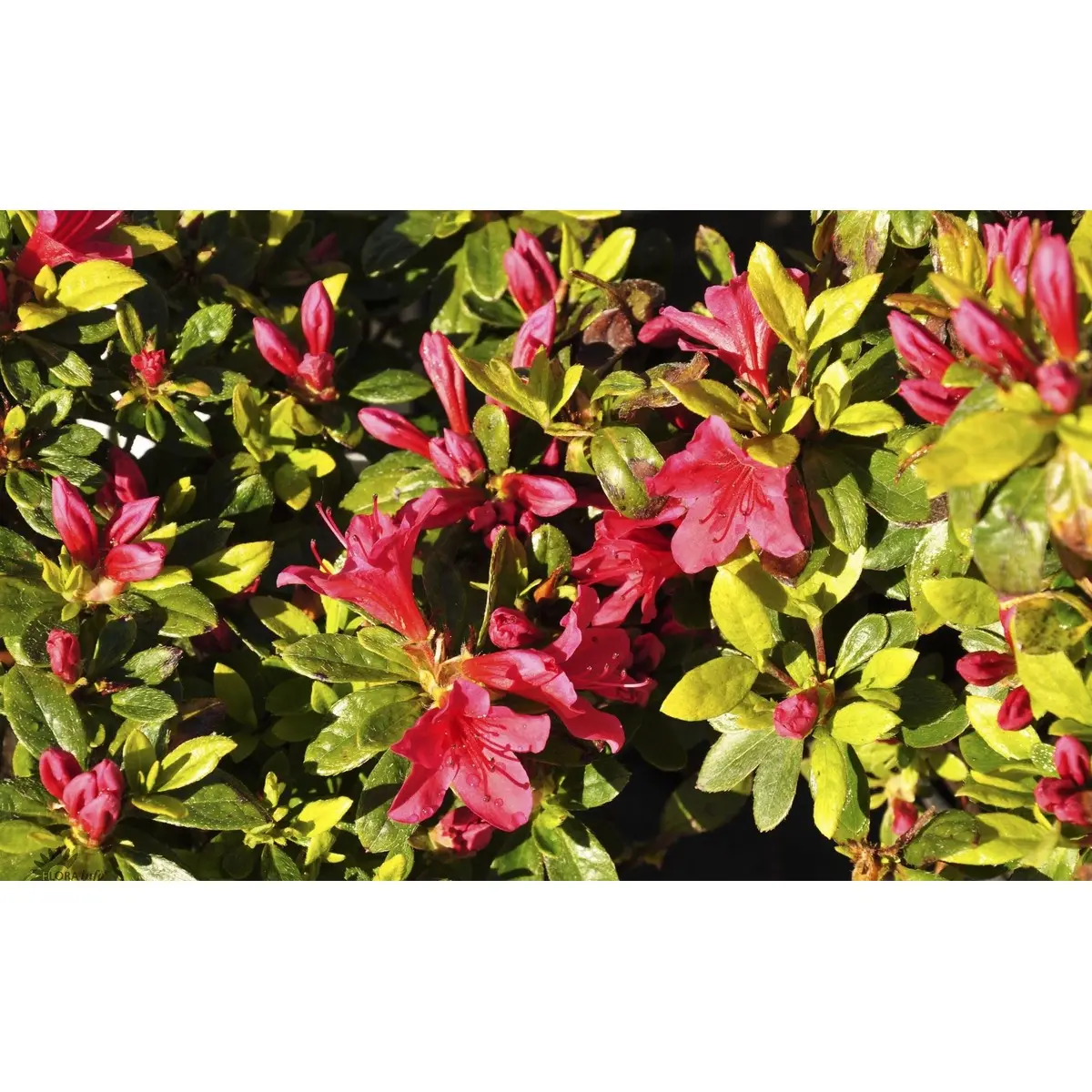 &apos;Kermesina&apos;