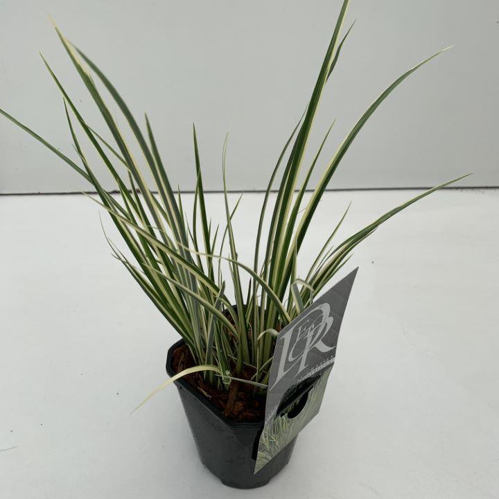 Kalmus 'Argenteostriatus' - Potte 1,0 liter