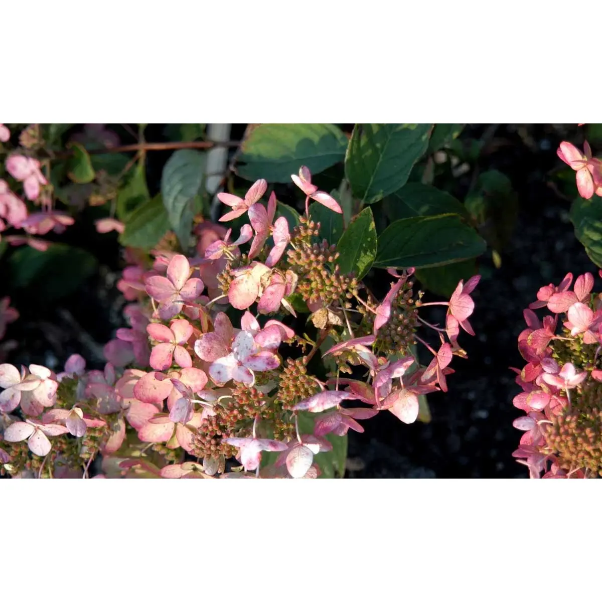 Hydrangea Paniculata &apos;Pink Diamond&apos;