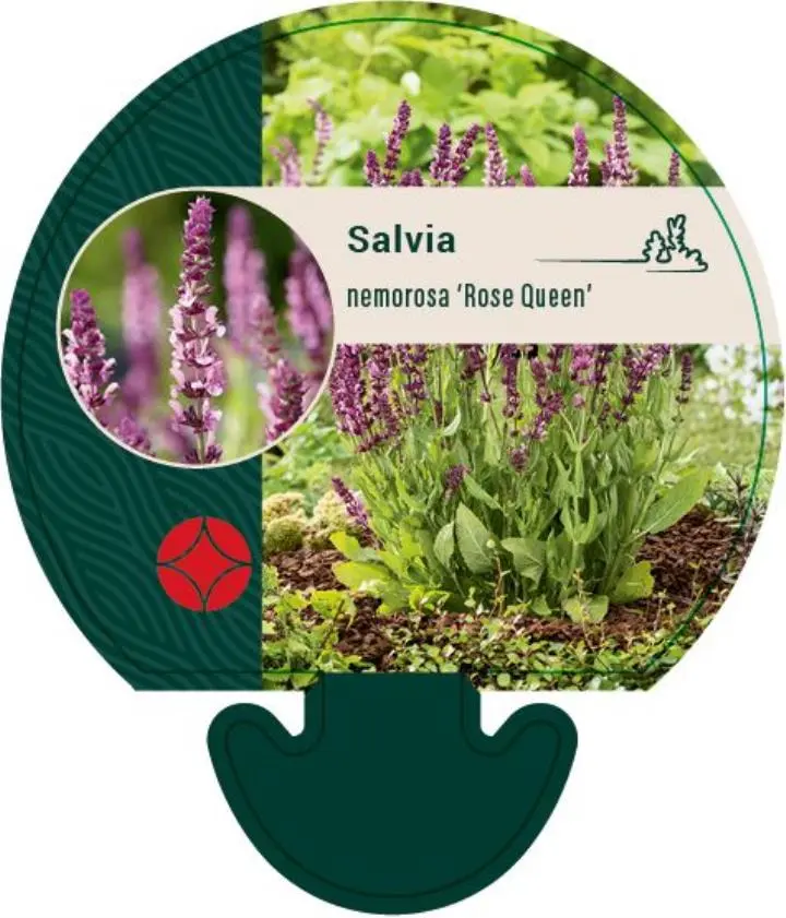 Staudesalvie - Potte 0,8 Liter