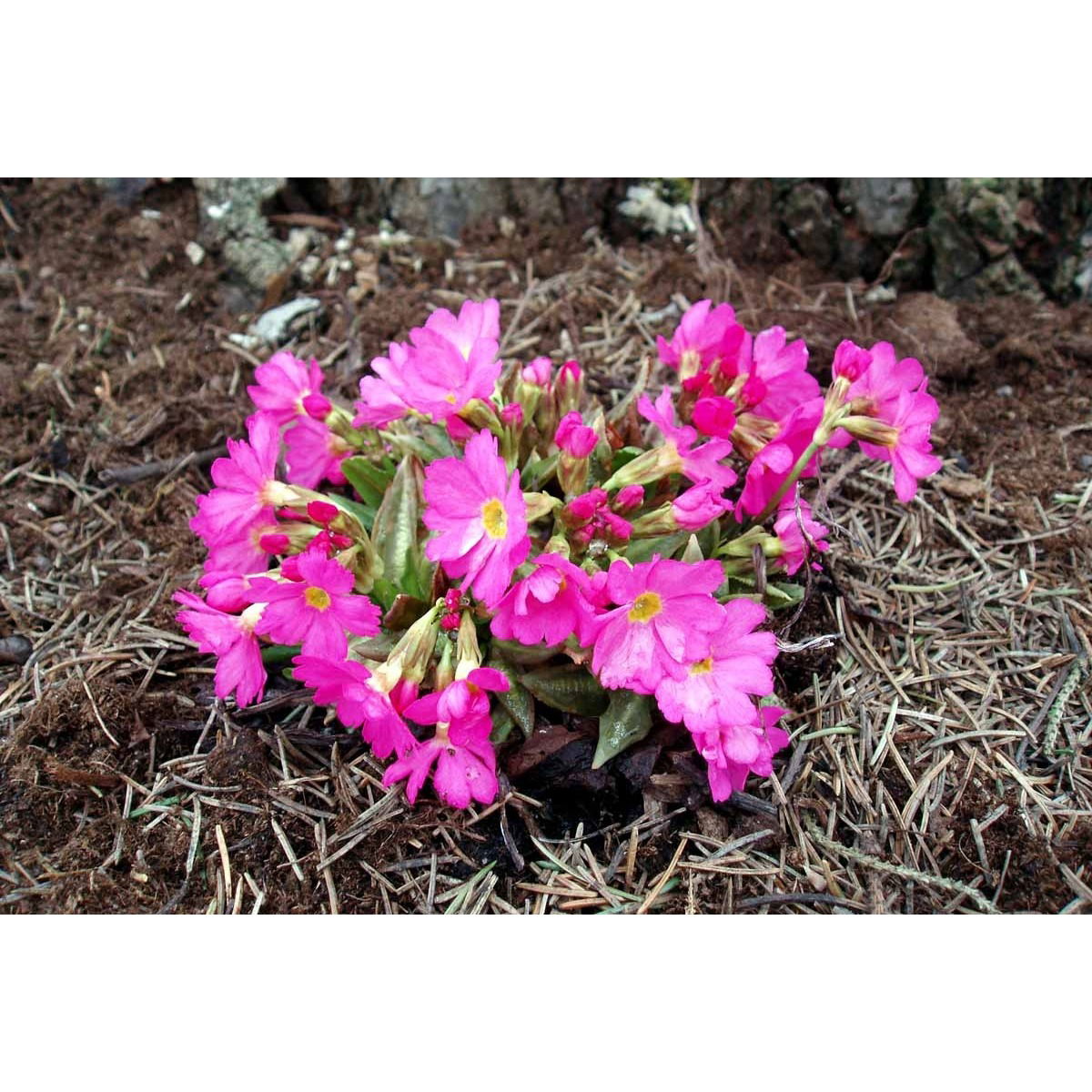 Rosenprimula 'Gigas' - Potte 1 liter