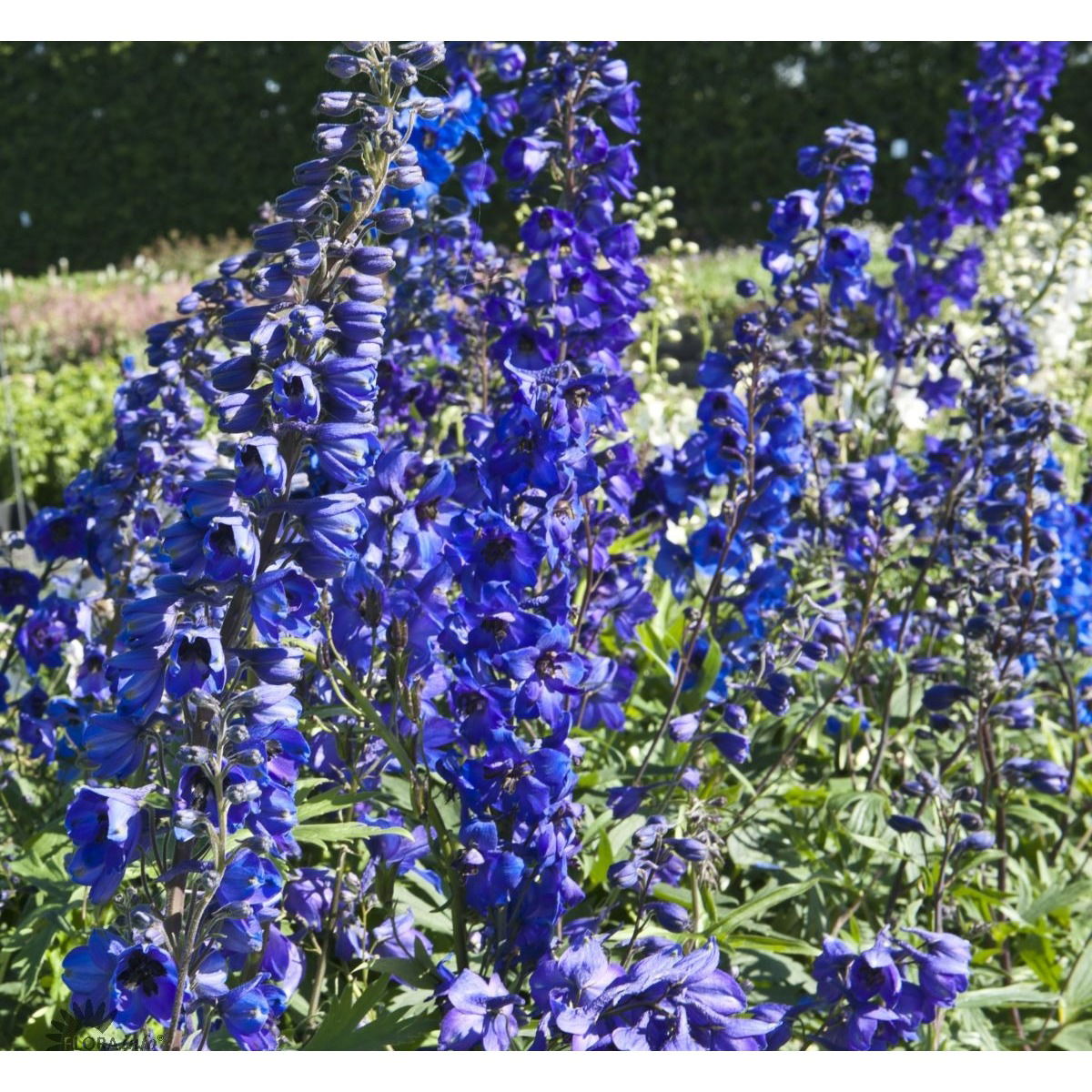 Ridderspore 'Black Knight' - Potte 1 liter