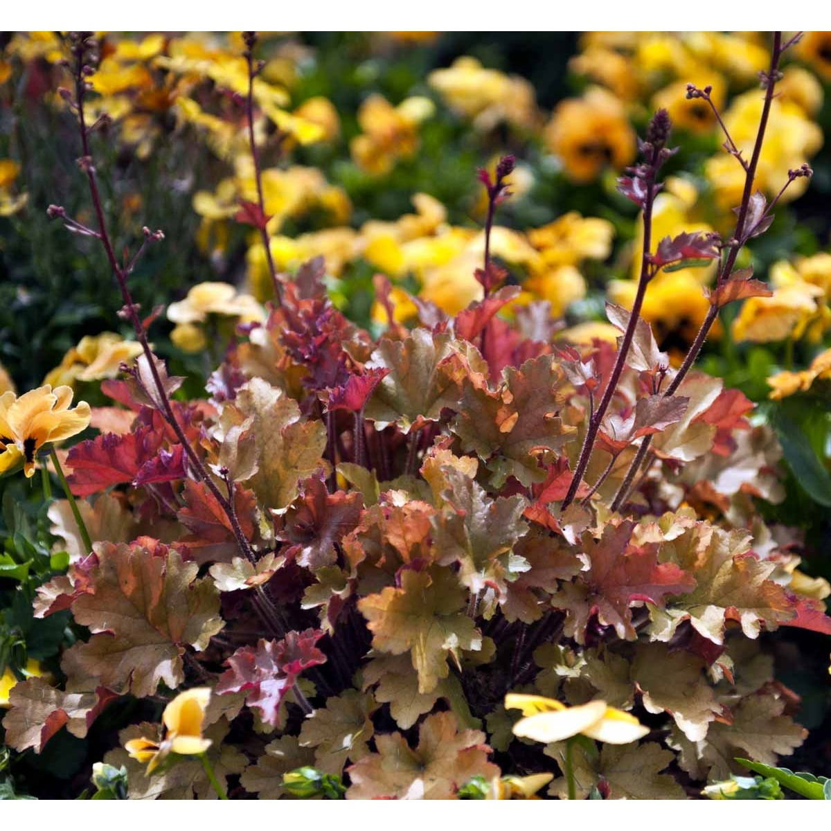 Alunrod &apos;Marmalade&apos;®